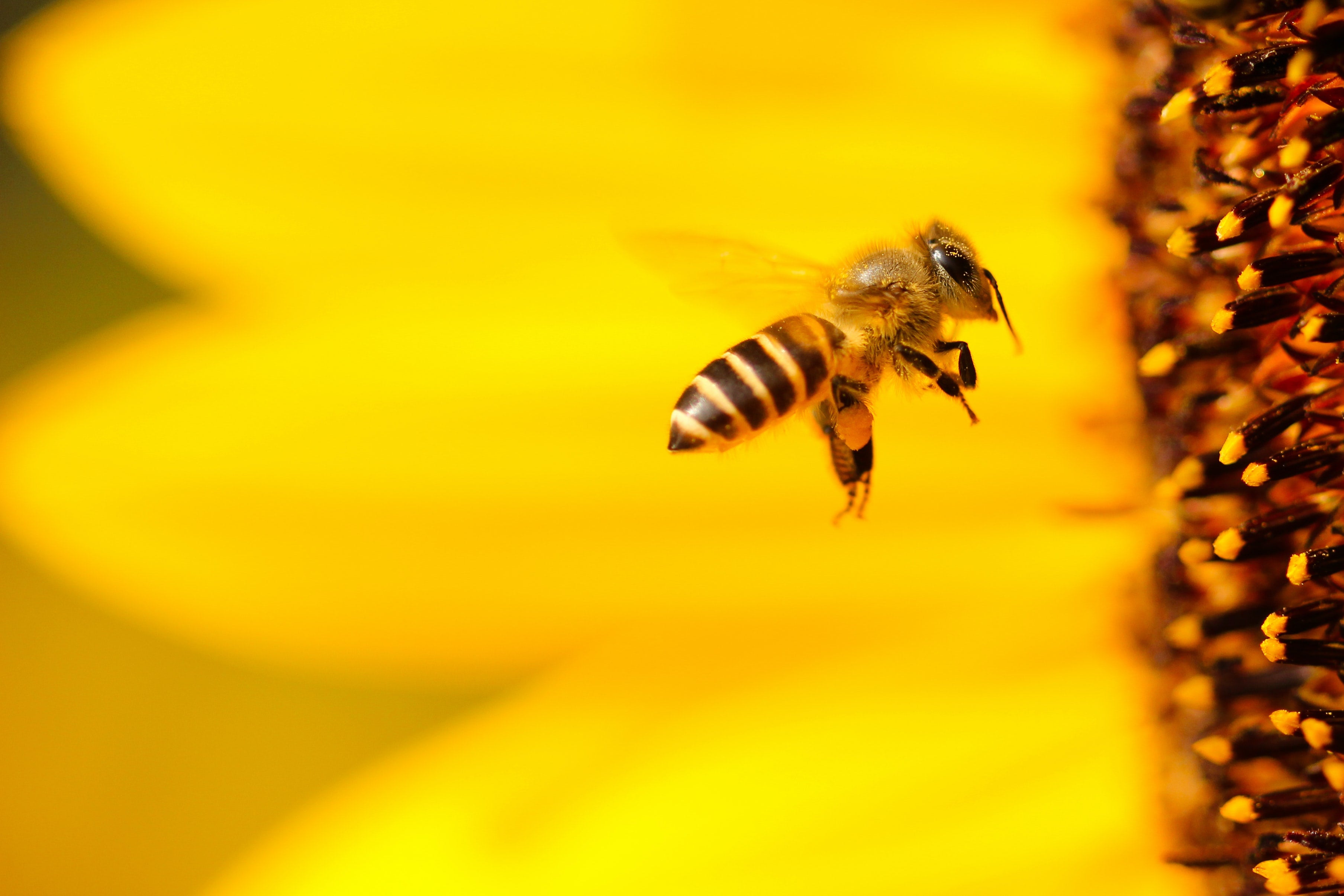 Honey Bee | HoneyLab NZ