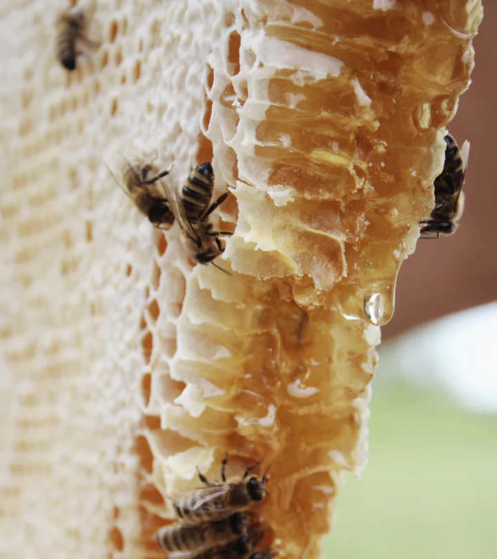 HoneyComb Honey Bees | HoneyLab NZ