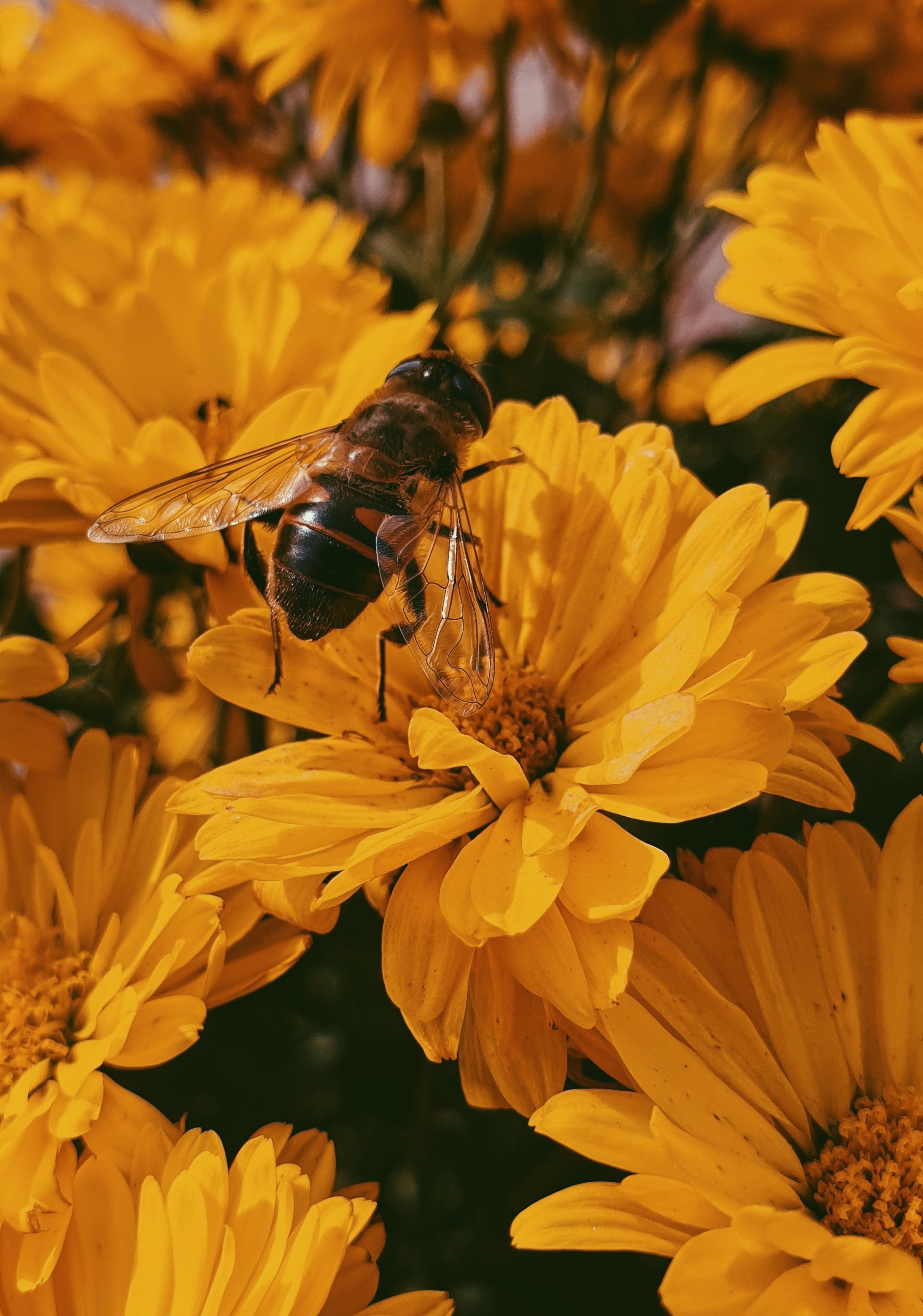 Honey Bees | HoneyLab NZ