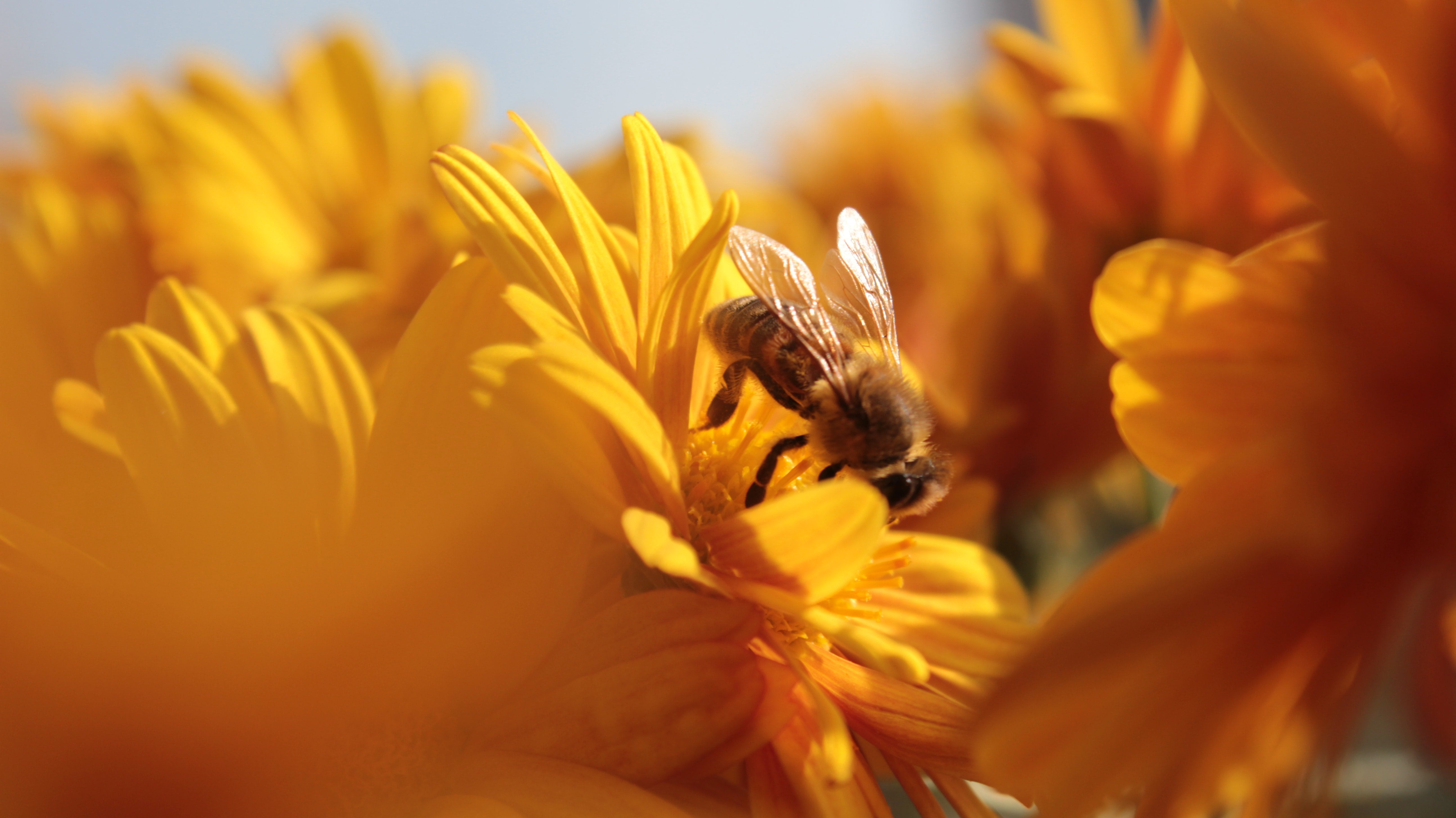 Honey Bees | HoneyLab NZ
